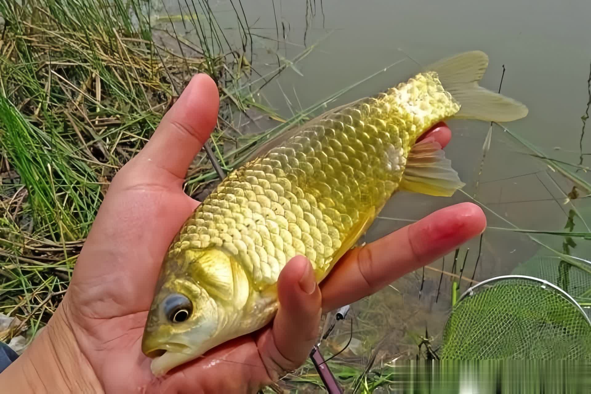 tenan, 素一些, 鱼和晚上钓